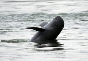irrawaddy dolphin scared from noise of dam construction site cambodia